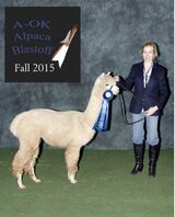 alpaca for sale