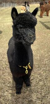 alpaca for sale