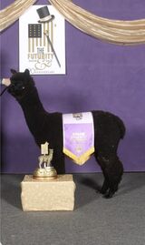 alpaca for sale