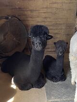 With first cria