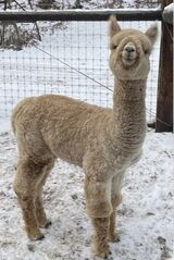 alpaca for sale