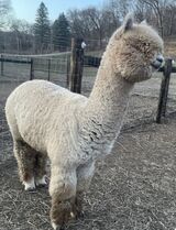 alpaca for sale