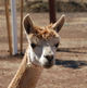 Serengeti Head Shot