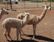 Serengeti with current cria