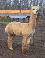 alpaca for sale