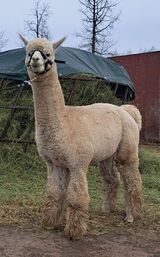 alpaca for sale