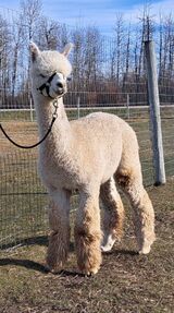 alpaca for sale