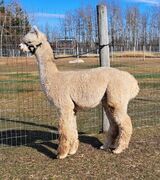 alpaca for sale