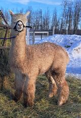 alpaca for sale