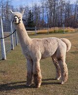 alpaca for sale