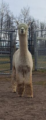 alpaca for sale