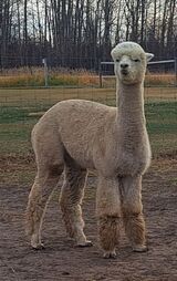 alpaca for sale