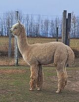 alpaca for sale