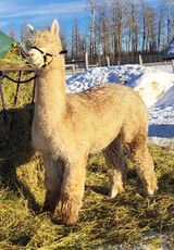 alpaca for sale