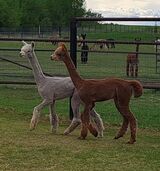 alpaca for sale