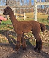 alpaca for sale