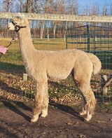 alpaca for sale