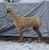 alpaca for sale