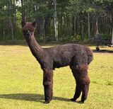 alpaca for sale