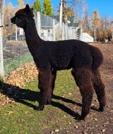 alpaca for sale