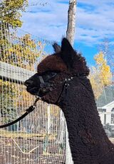 alpaca for sale