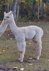 alpaca for sale