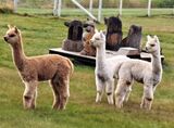 alpaca for sale