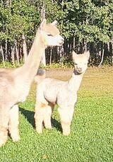 alpaca for sale