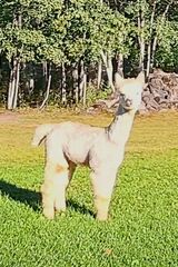 alpaca for sale