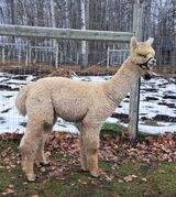 alpaca for sale