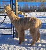 alpaca for sale