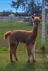 alpaca for sale