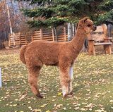 alpaca for sale