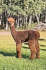 alpaca for sale