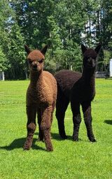 alpaca for sale