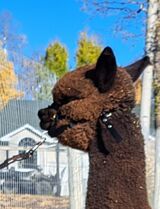 alpaca for sale