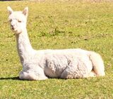 alpaca for sale