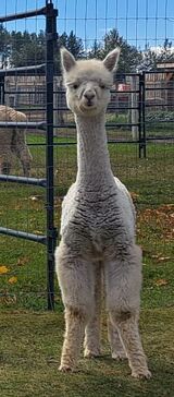 alpaca for sale