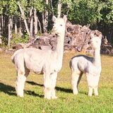 alpaca for sale