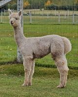 alpaca for sale