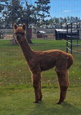 alpaca for sale