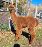 alpaca for sale