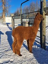 alpaca for sale