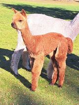 alpaca for sale