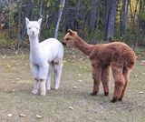 alpaca for sale