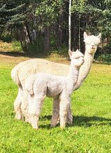 alpaca for sale