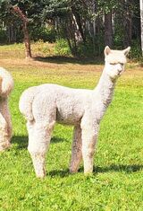 alpaca for sale