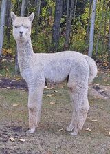 alpaca for sale