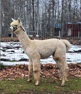 alpaca for sale