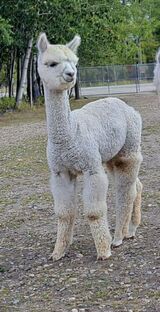 alpaca for sale